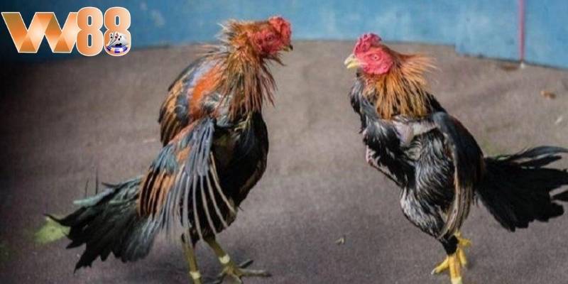 Cược thắng thua của đá gà W88 là hình thức phổ biến hiện nay