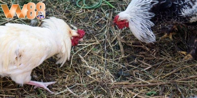 Người chơi cần cảnh giác các thông tin giả mạo 