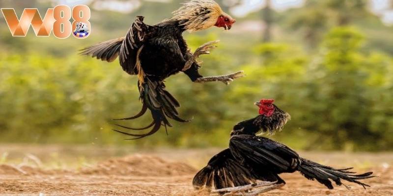 Người chơi cần tạo tài khoản để tham gia cá cược đá gà nhanh chóng